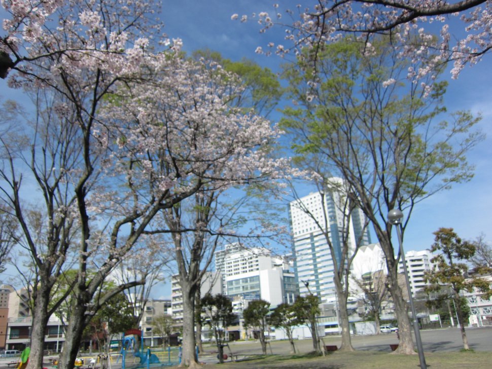 森下公園エガワ新聞堂桜の木