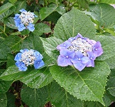 紫陽花1